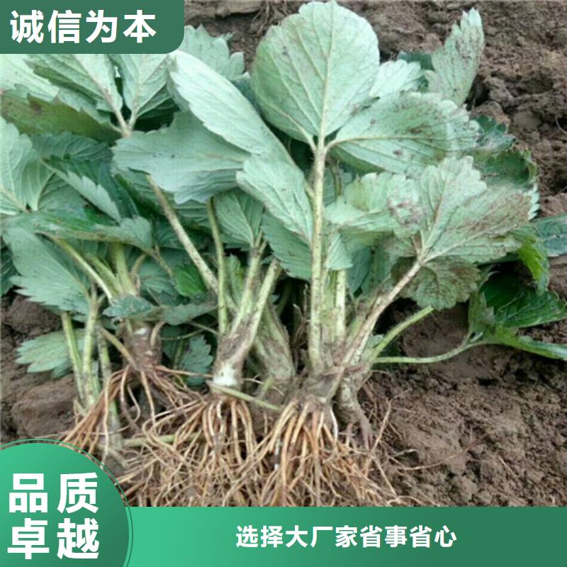 草莓苗毛蟠桃树苗原料层层筛选本地货源