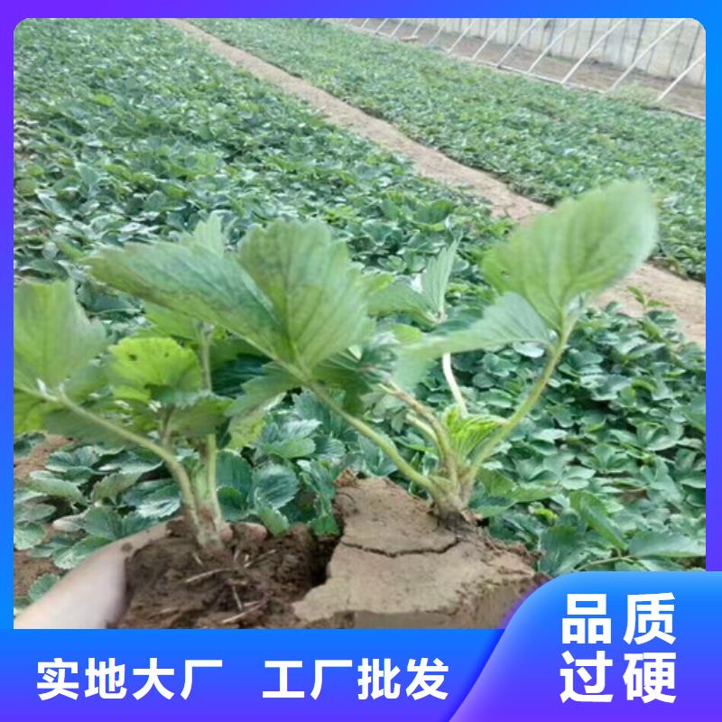 【草莓苗】大棚草莓苗经验丰富品质可靠诚信经营现货现发