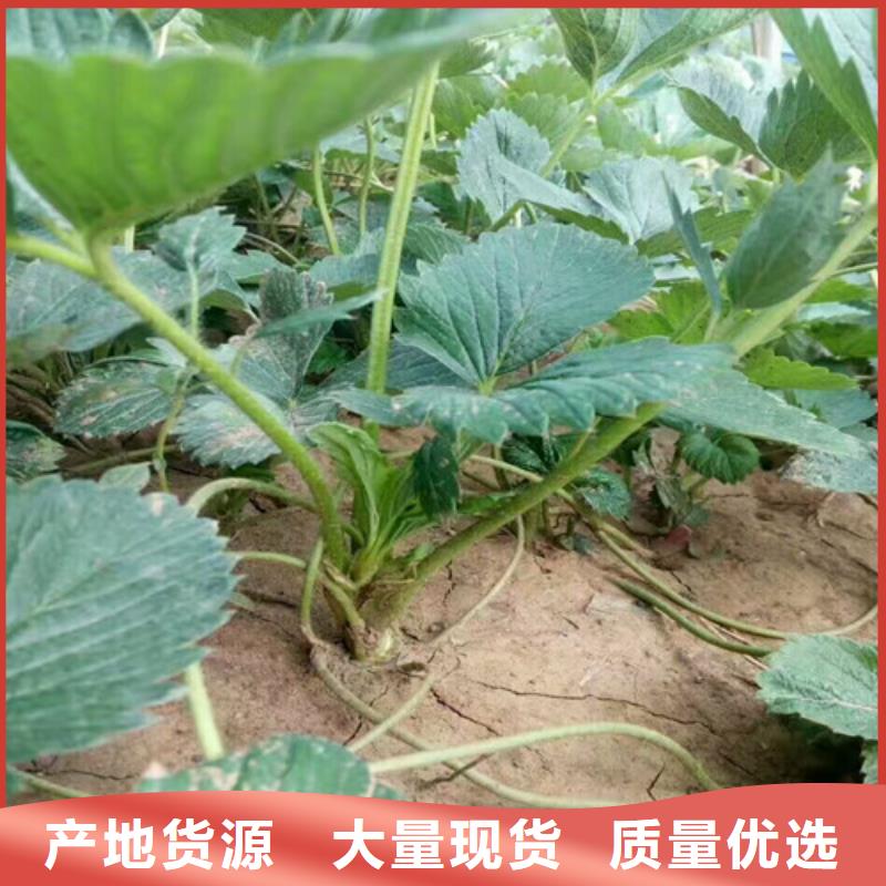 草莓苗红肉西梅细节决定成败当地经销商