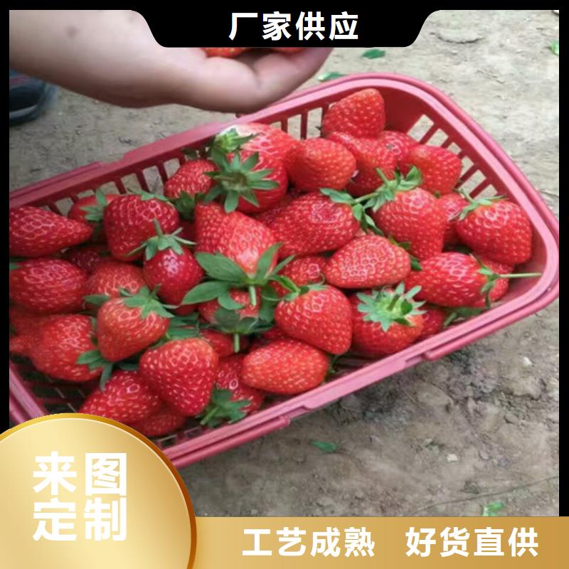 草莓苗-【大棚草莓苗】经验丰富质量放心品质商家