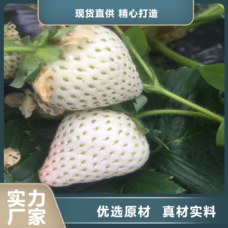 草莓苗黄宝石梨树苗专业完善售后同城货源