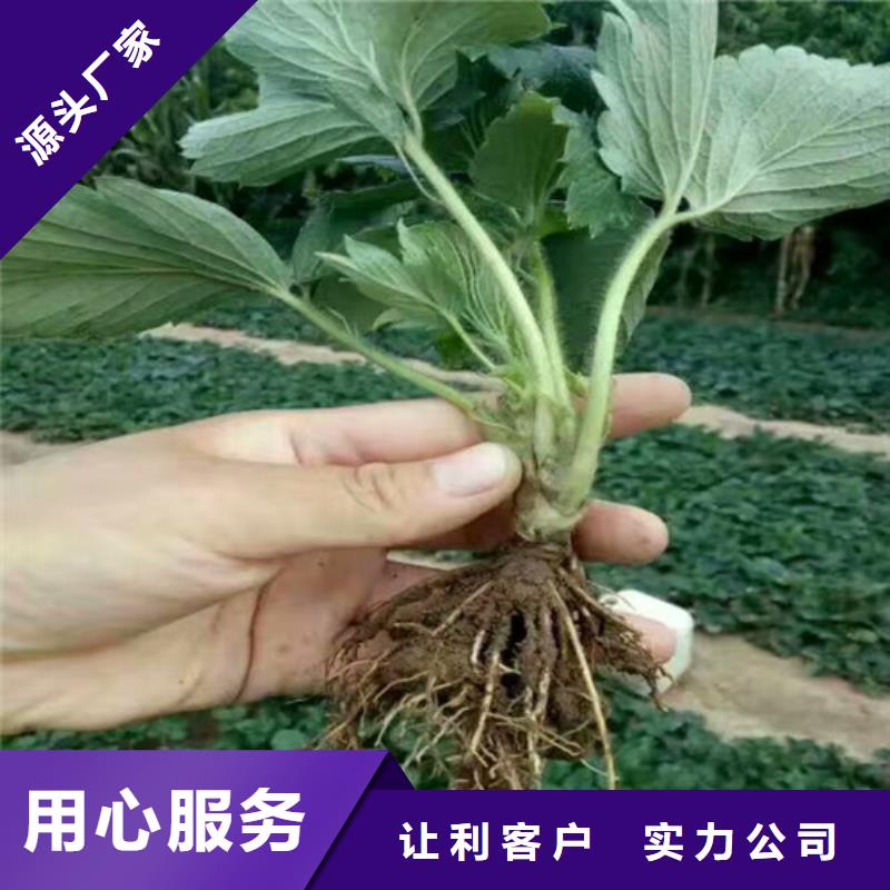 草莓苗花椒树苗用品质赢得客户信赖生产厂家