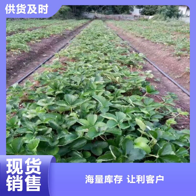 草莓苗【珍珠枣油桃树苗】优选好材铸造好品质质检合格出厂