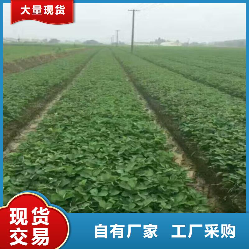 【草莓苗,梨树苗基地免费寄样】适用范围广