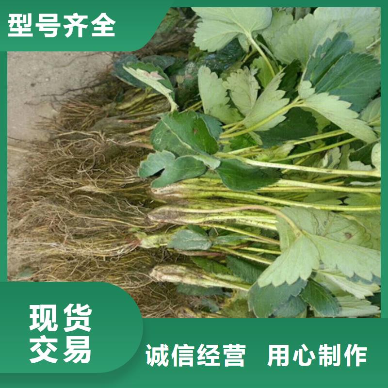 草莓苗白桃树苗一站式采购商大厂生产品质