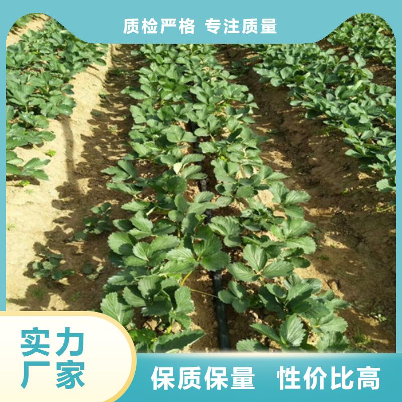 草莓苗珍珠枣油桃树苗质量牢靠同城供应商