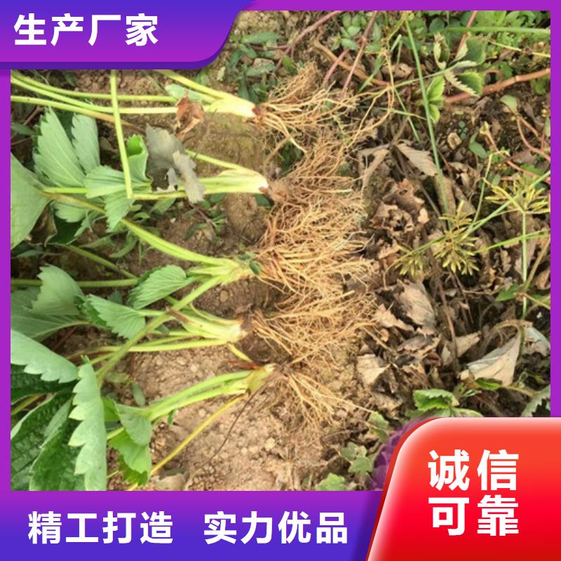 草莓苗草莓苗价格专业设计实拍展现