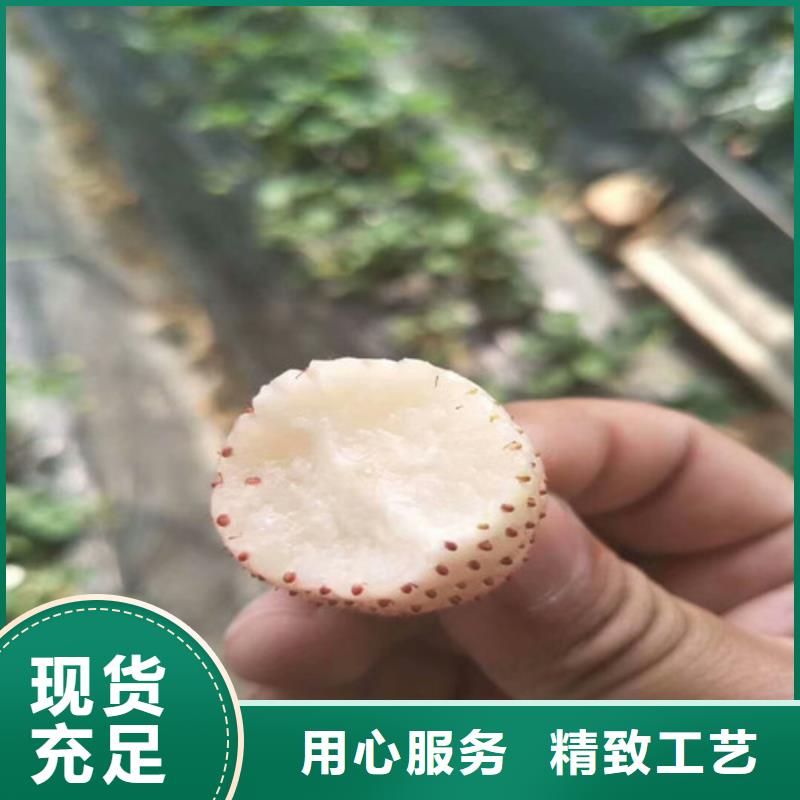 草莓苗珍珠枣油桃树苗支持定制加工严谨工艺