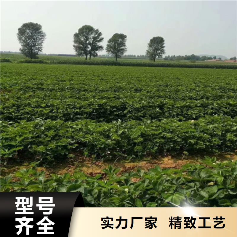 草莓苗【莫妮卡西梅树苗】源头实体厂商当地货源