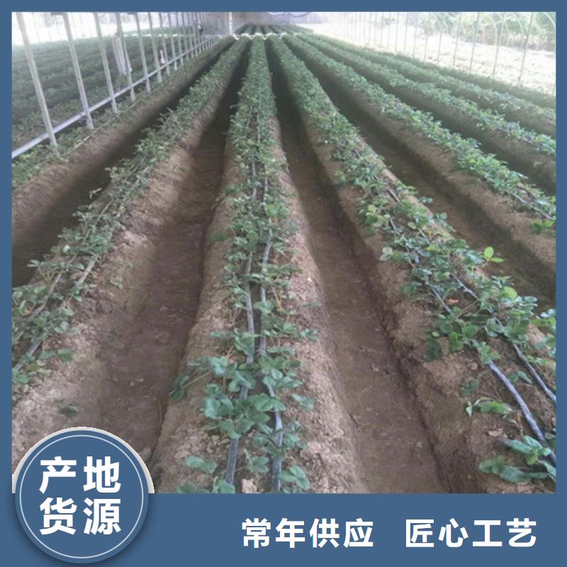 草莓苗油蟠桃树苗匠心品质优质原料