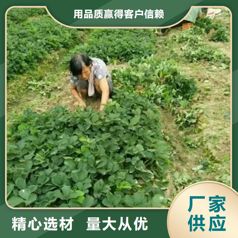 【草莓苗_板栗苗诚信商家】订制批发