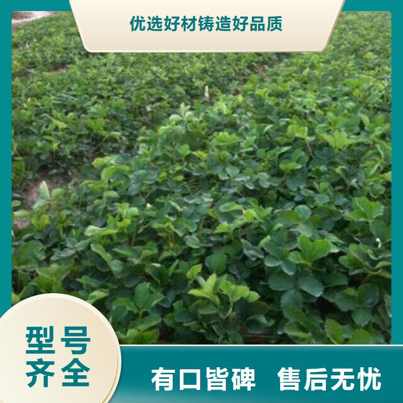 草莓苗苹果苗工厂价格厂家定制