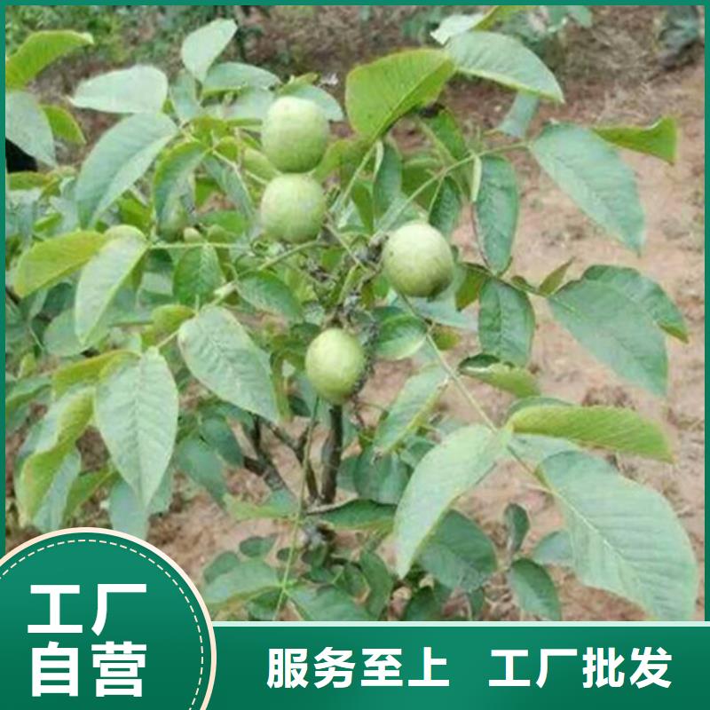 【核桃苗大棚草莓苗大厂生产品质】匠心制造