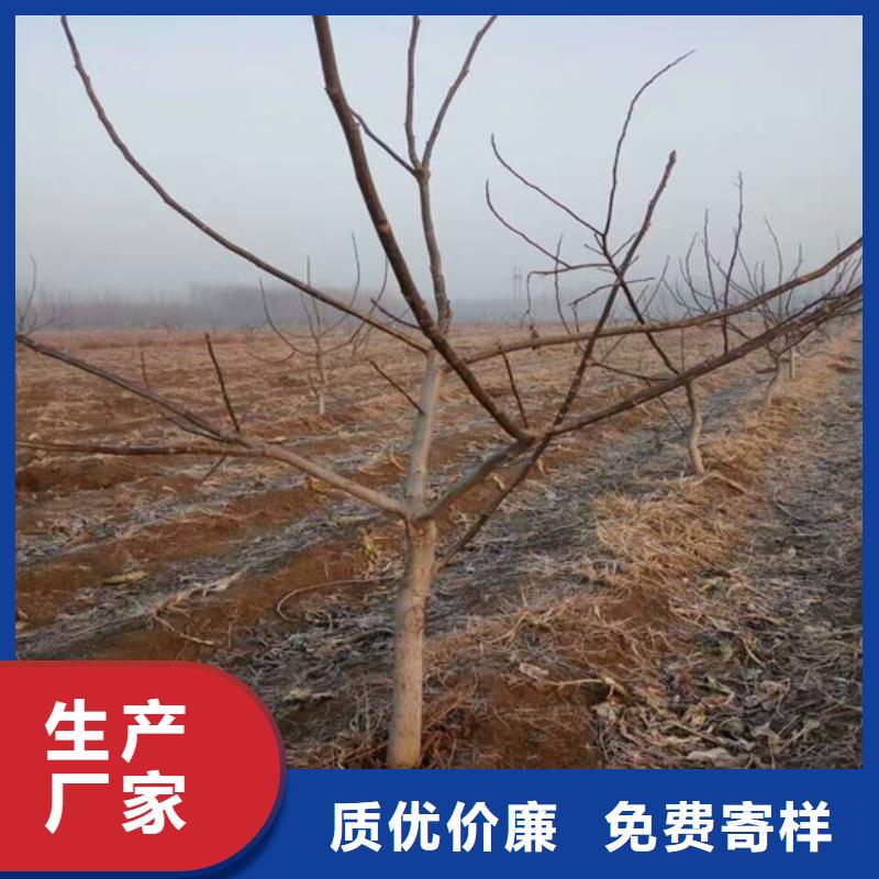 核桃苗_桃树苗基地实体厂家当地厂家值得信赖