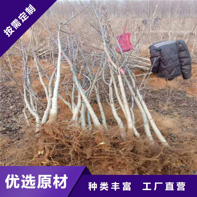 【核桃苗桃树苗基地厂家现货批发】当地厂家