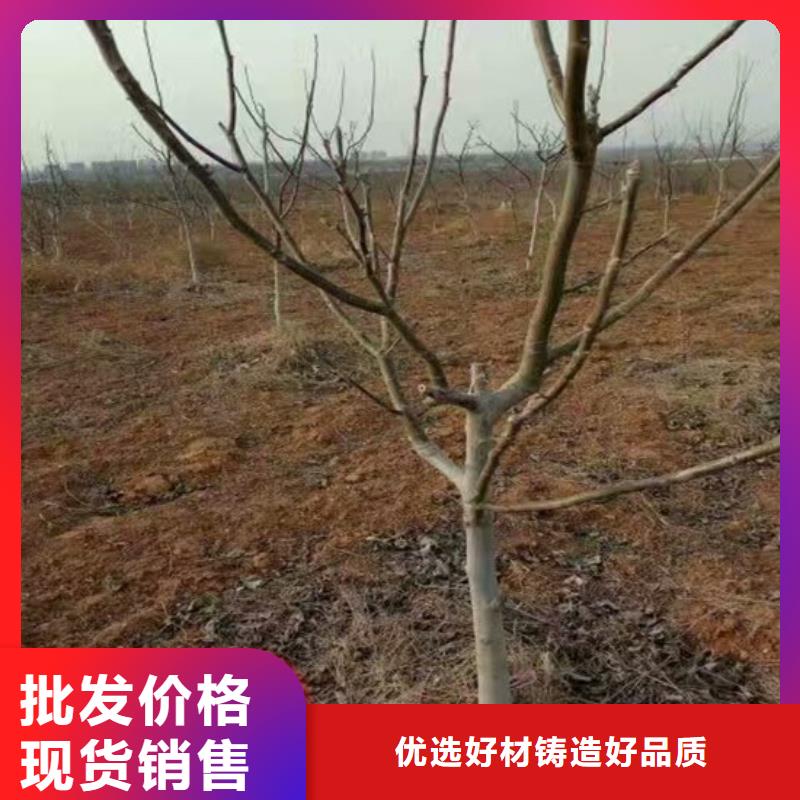 核桃苗火箭大樱桃树苗一手价格现货