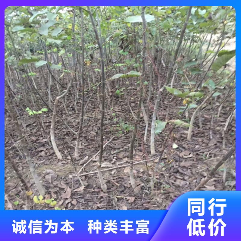 【核桃苗,大红袍花椒苗质优价廉】专注产品质量与服务