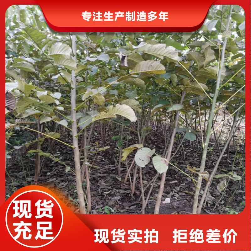 核桃苗【大棚草莓苗】精工细致打造好产品不怕比