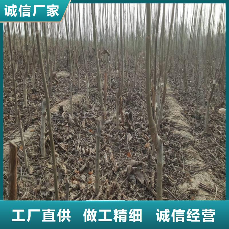 【核桃苗葡萄苗基地价格实惠】当地品牌