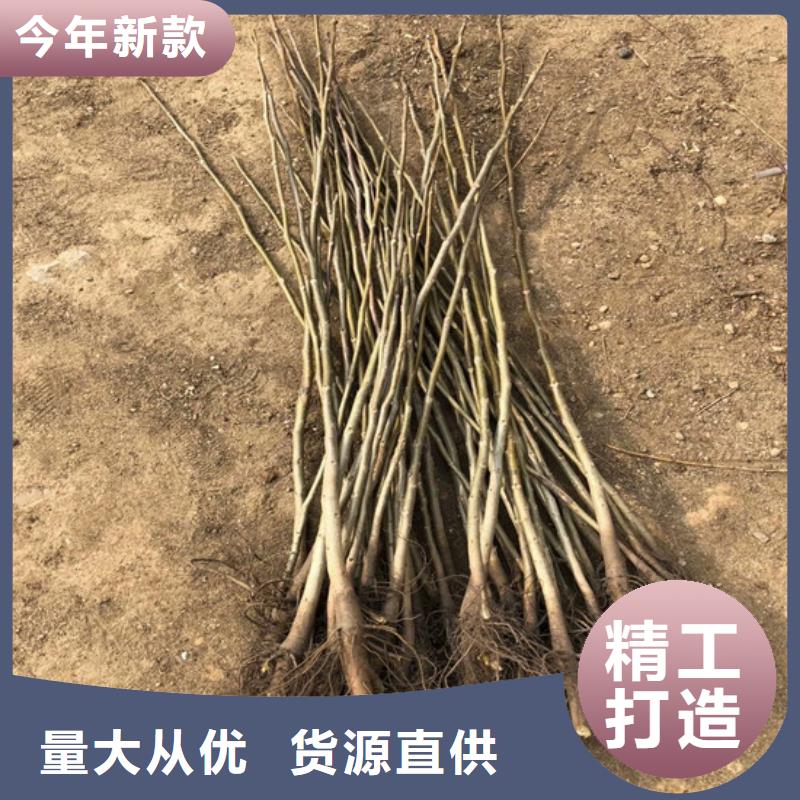 核桃苗草莓苗价格随到随提当地品牌