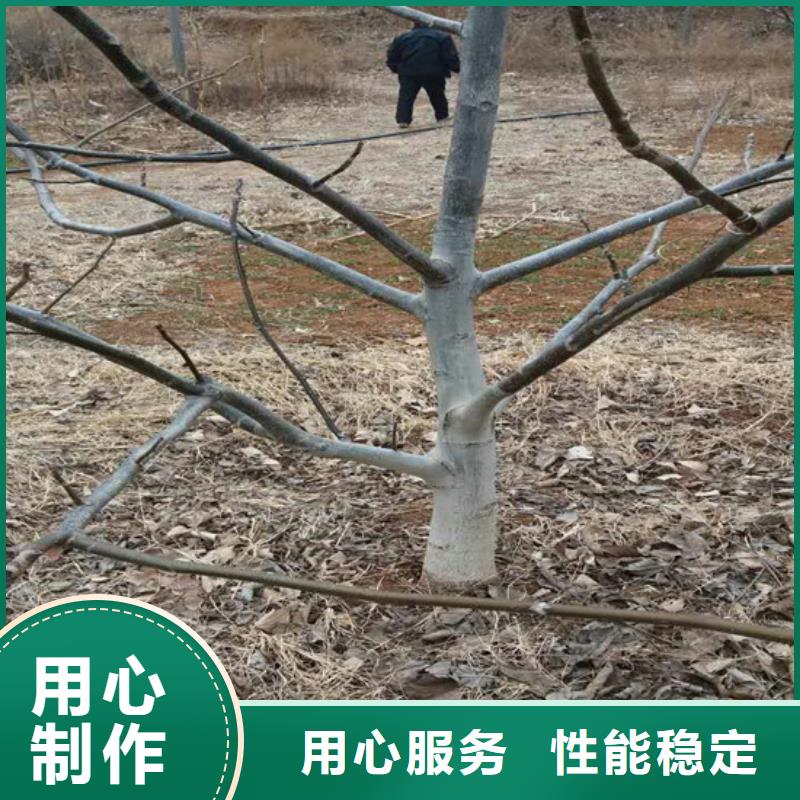 【核桃苗】,果树苗批发基地材质实在现货充足量大优惠