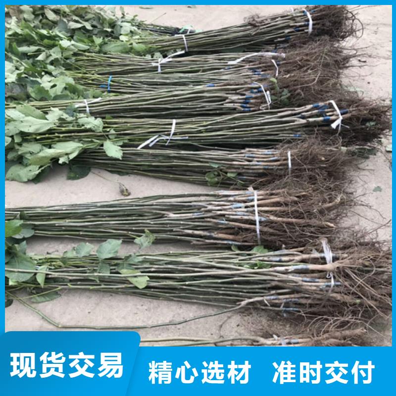 核桃苗_草莓苗价格经久耐用产品细节