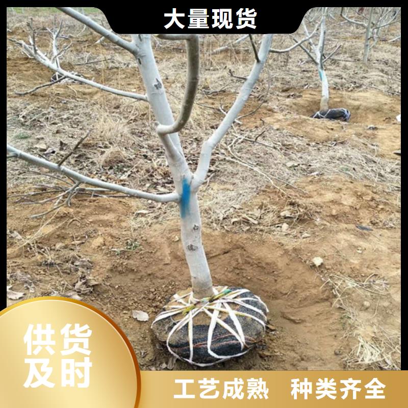 【核桃苗桃树苗基地厂家案例】当地生产商