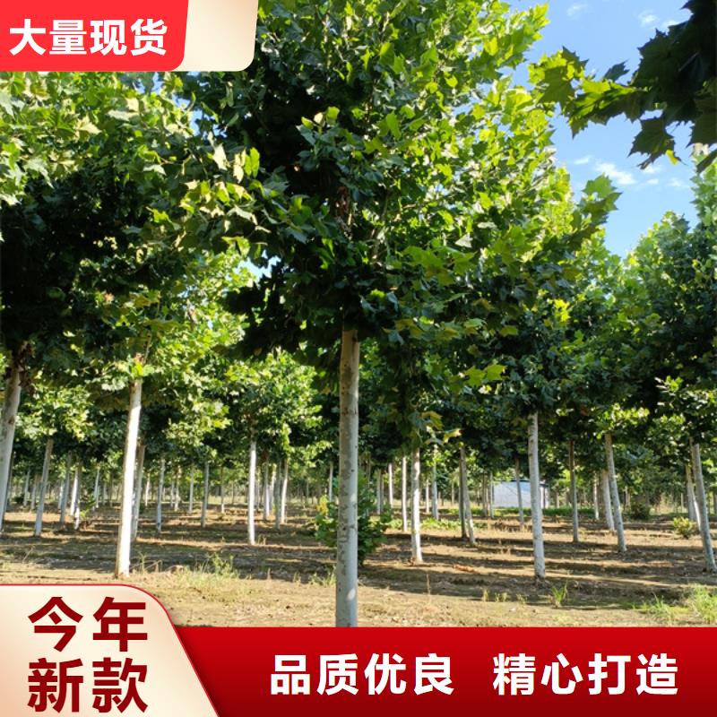 法桐【五角枫】高质量高信誉批发供应