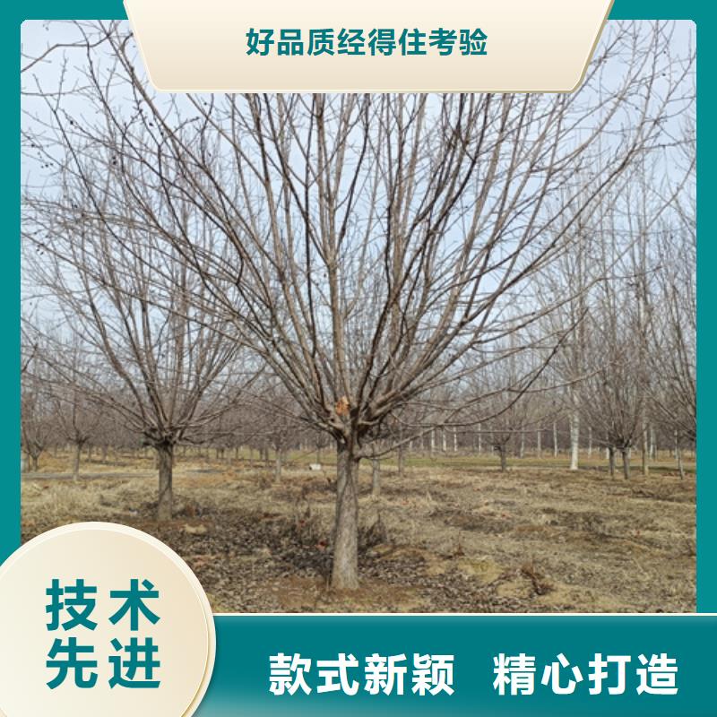 法桐【美国红枫】实力雄厚品质保障当地生产商