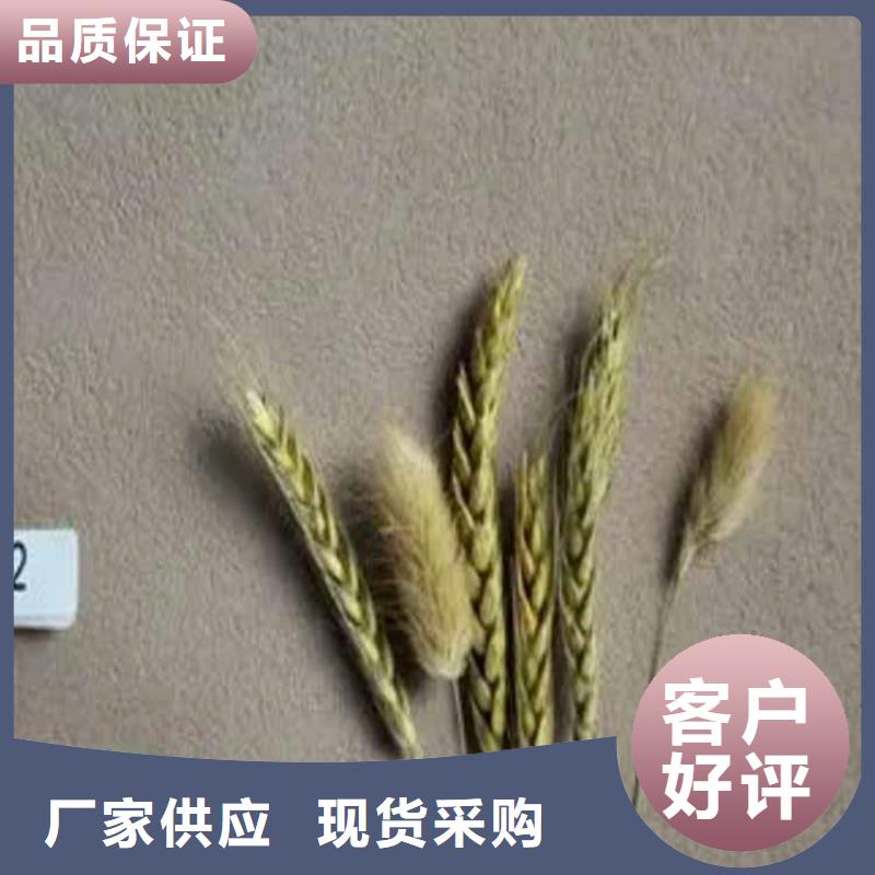 无机干粉灰泥专业施工队支持定制附近供应商