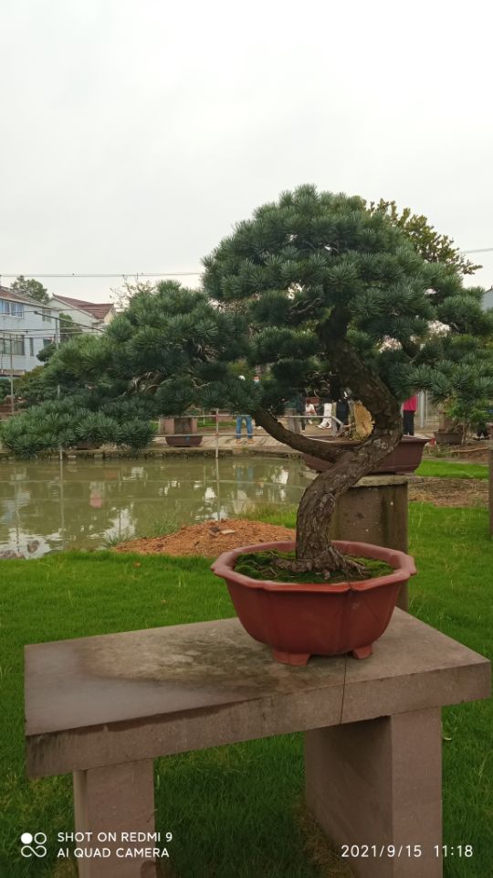 黑臭蓝藻水体治理
沙土固化剂现货充足